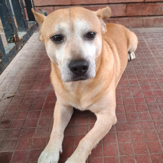 LOKI | Raza Mestizo, posible cruza de American Pitbull Terrier con Labrador | Final Feliz