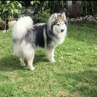 DRACO | Raza Malamute de Alaska o Alaskan Malamute | En Adopción