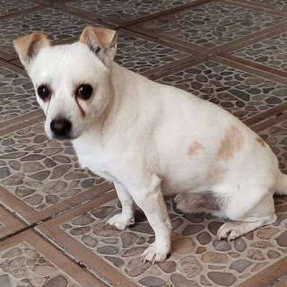 ROCKY | Raza Mestizo, cruza de Chihuahua | Perdido