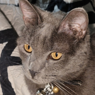 ZENITSU | Raza Ruso Azul | Final Feliz