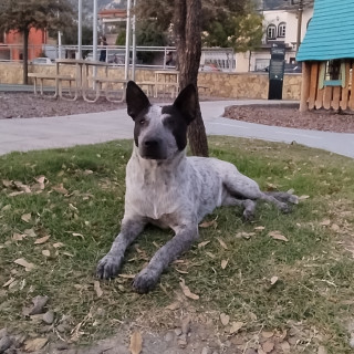 LULA | Raza Mestiza, cruza de Ganadero Australiano  (Blue Heeler) | Perdida