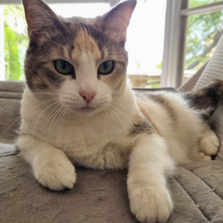 CATY | Raza Calicó Tricolor de Pelo Corto | Perdida