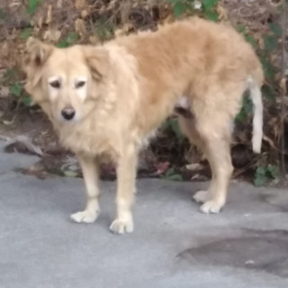  | Raza Mestiza | Encontrada