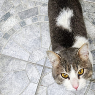  | Raza Doméstico Américano de Pelo Corto | Encontrado