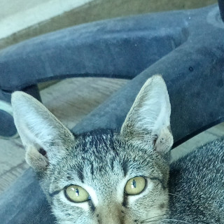 CHUKY | Raza Doméstico Americano de pelo corto | Perdido