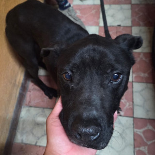  | Raza Mestizo, cruza de American Pitbull Terrier con Labrador | Encontrado