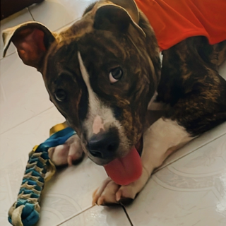 TRAVIS | Raza American Pitbull Terrier | Perdido