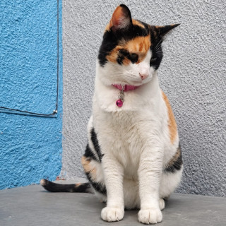 FELINA | Raza Calicó de pelo corto | Perdida