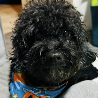 MÍA | Raza French Poodle | Final Feliz