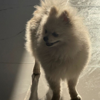 GALAK | Raza Pomerania | Perdido