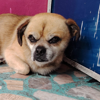  | Raza Mestizo,  cruza de Pug con Chihuahua | Encontrado