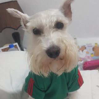FEDERICO | Raza Schnauzer Miniatura  | Perdido
