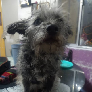 MATÍAS | Raza Mestizo,  cruza de Schnauzer | Perdido