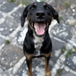 BRUCE | Raza Mestizo | Perdido