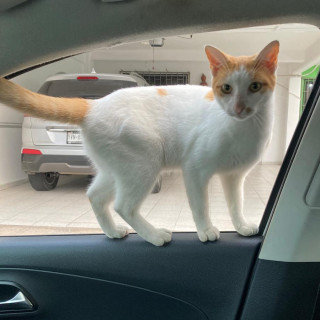 KIRA | Raza Doméstico Americano de pelo corto | Final Feliz