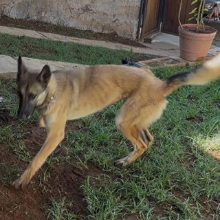 SIRÍ | Raza Pastor Belga Maliniois | Final Feliz
