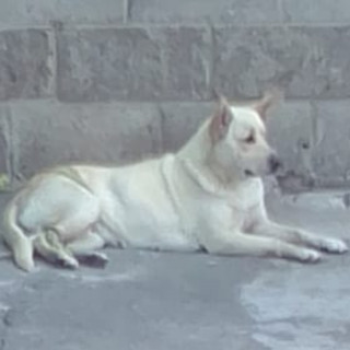  | Raza Mestiza, posible cruza de Labrador con Husky | Encontrada