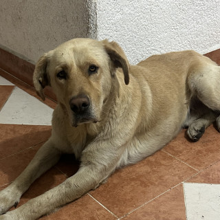 LOKI | Raza Labrador  | Final Feliz