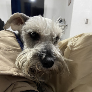 BOSSTER | Raza Schnauzer | Final Feliz