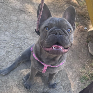 Foto de BLUEY