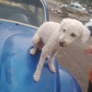 MAX | Raza French Poodle o Caniche | Perdido