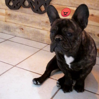 CECILIO | Raza Bulldog Francés  | Final Feliz