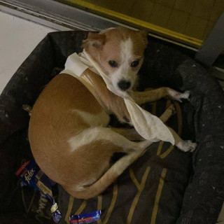 MAX | Raza Mestizo, cruza de Jack Russell Terrier | Perdido