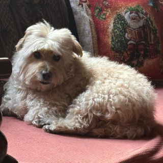 BEBÉ | Raza Mestizo, cruza de Maltés con French Poodle,  (Maltipoo) | Perdido