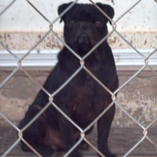 CHIMUELO | Raza Pug o Carlin | Perdido