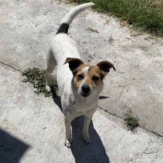 AKIRA | Raza Mestiza | Perdida