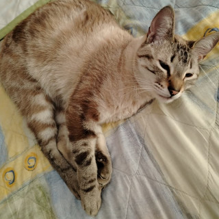 LAYLA | Raza Aslan o Siamés Moderno Punto Tabby | Perdido
