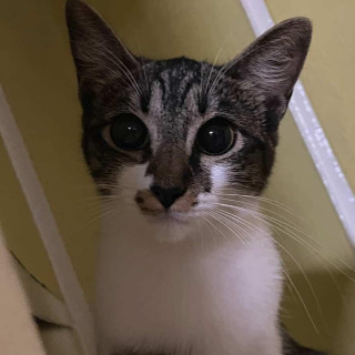 HERMANITAS GATITAS | Raza Doméstico Américano de Pelo Corto | En Adopción