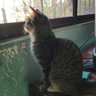 MAXIMUS | Raza Doméstico Americano de pelo semilargo | Perdido