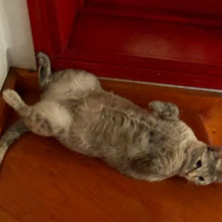 HUATONA | Raza Doméstico Américano de Pelo Corto | Final Feliz