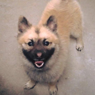 Foto de BALTO