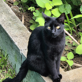 PANTHER | Raza Bombay | Perdido