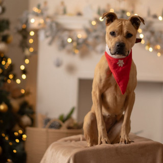 PRINCESA | Raza Mestiza, cruza de American Pitbull Terrier | En Adopción