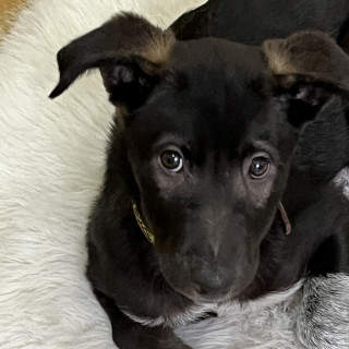 CHIPI | Raza Mestiza | En Adopción
