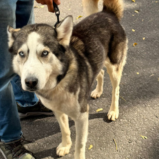 MARIANO | Raza Husky Siberiano | En Adopción