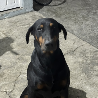 Foto de DEXTER