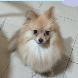 NONA | Raza Pomerania | Perdida