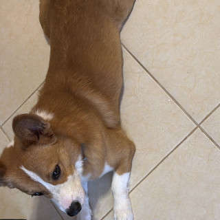 HACHI | Raza Welsh Corgi Cardigan  | Final Feliz