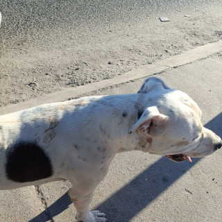 LOKY | Raza American Pitbull Terrier | Final Feliz