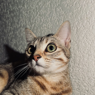Foto de JOELA