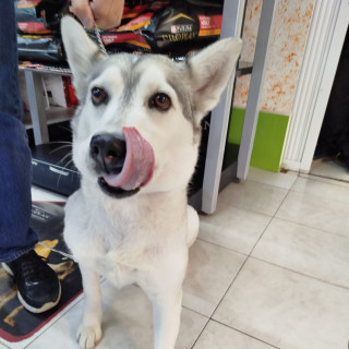  | Raza Husky Siberiano | Encontrada