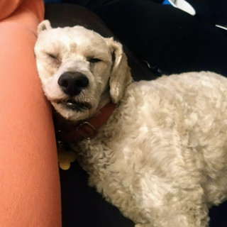 CURLY | Raza French Poodle o Caniche | Perdido