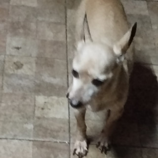 GRINGO | Raza Chihuahua | En Adopción