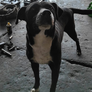 MILANESO | Raza Mestizo, cruza de American Pitbull Terrier con Labrador | Perdido