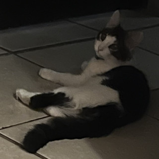 KIRA | Raza Doméstico Americano de pelo semilargo | Perdido