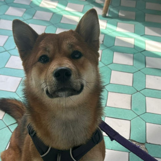 HACHI | Raza Shiba Inú | Final Feliz